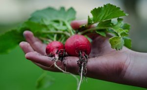 radishes