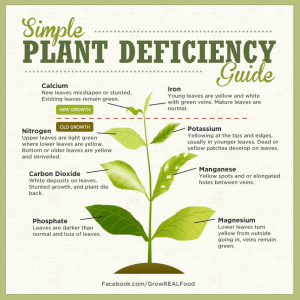 simple-plant-deficiency-guide