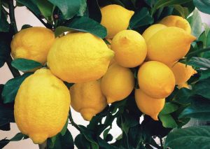lemons