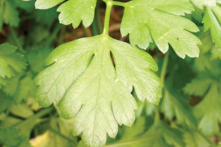 Cook Your Crop: Claudia’s Tabbouleh