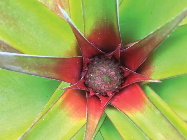 Grow your own pineapples from tops ?