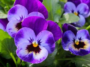 Pansy - related to Heartsease  