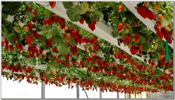 How-To-Grow-Strawberries-In-Rain-Gutters-1