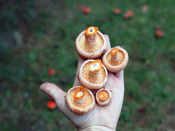 Mushroom Foraging