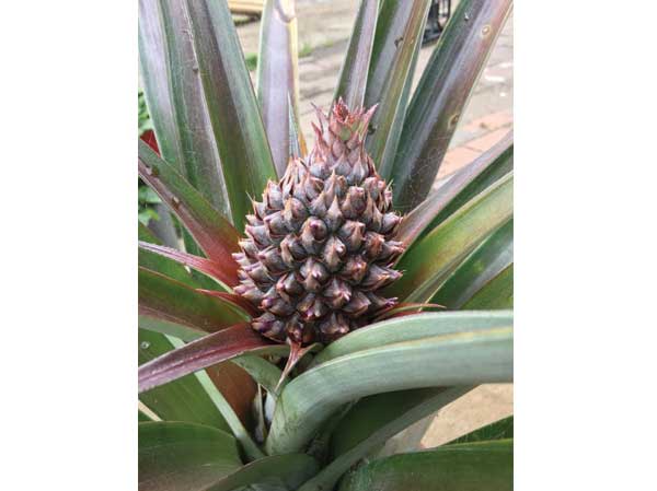 baby-pineapple