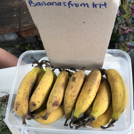 bananas