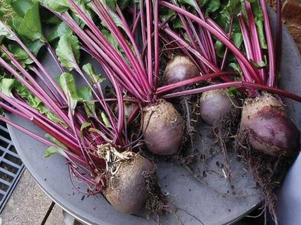 beetroot