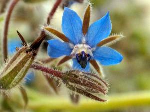Borage   