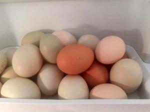 Duck & Chicken Eggs- Turramurra