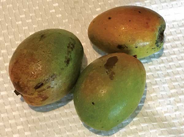 mangoes