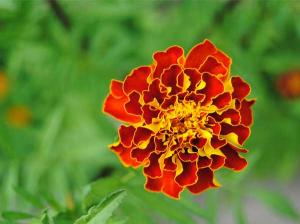 Marigold   