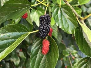 Mulberries - Lane Cove