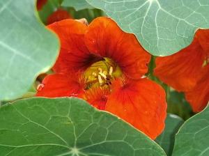 Nasturtium   