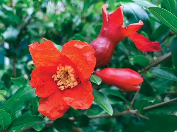 pomegraniteflower