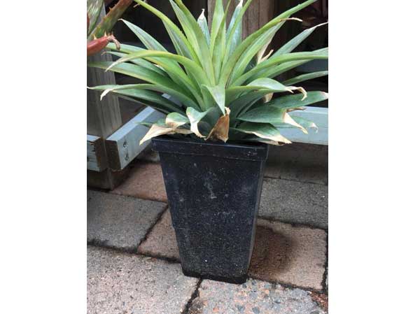 potted
