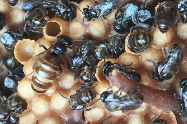 queenbee