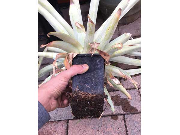 roots