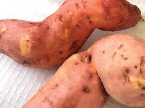 Homegrown Sweet Potato   